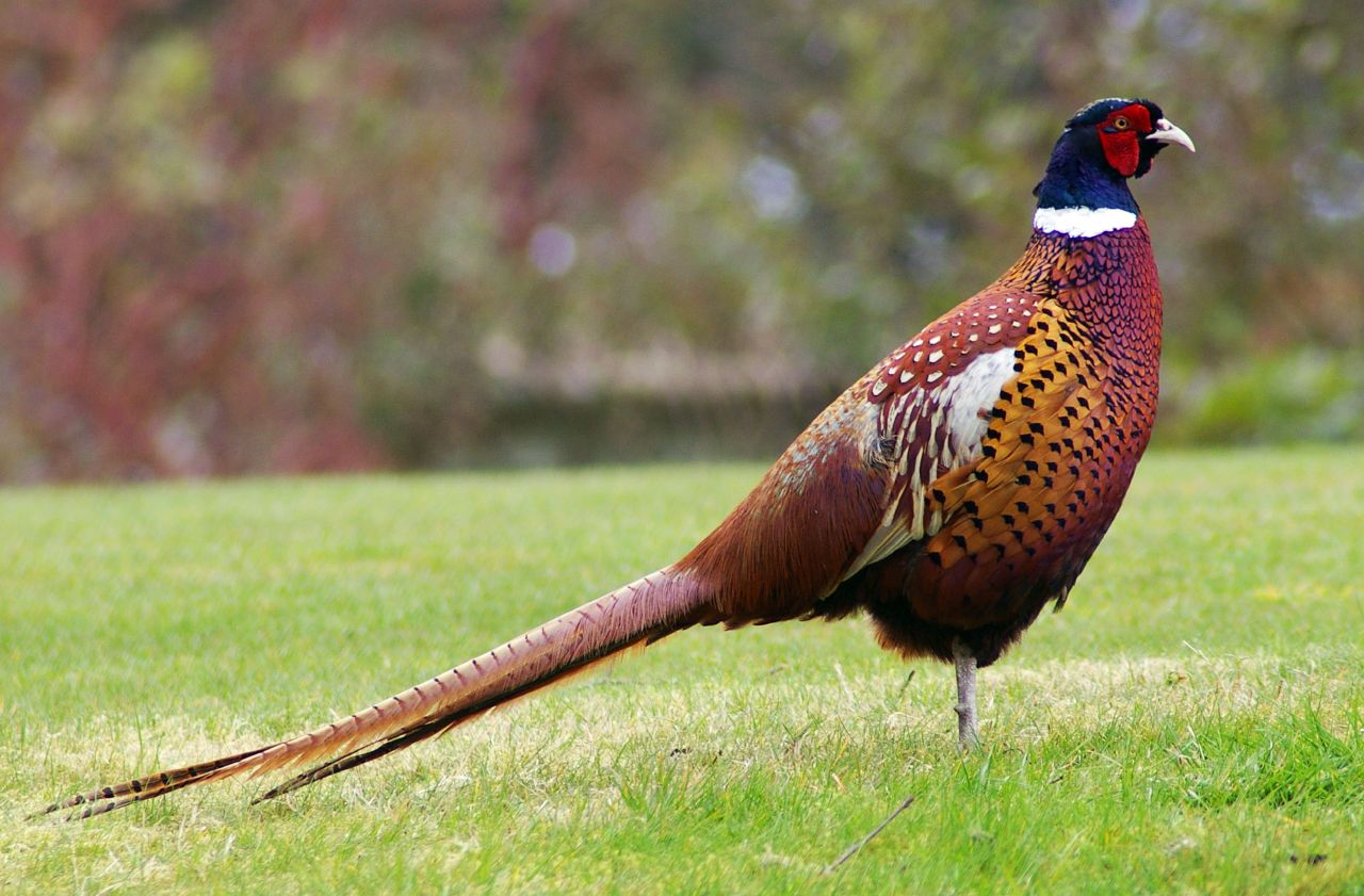 Picture of a pheasant.