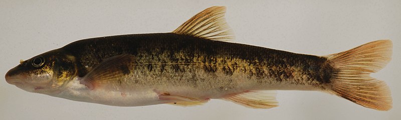 Picture of a longnose dace.