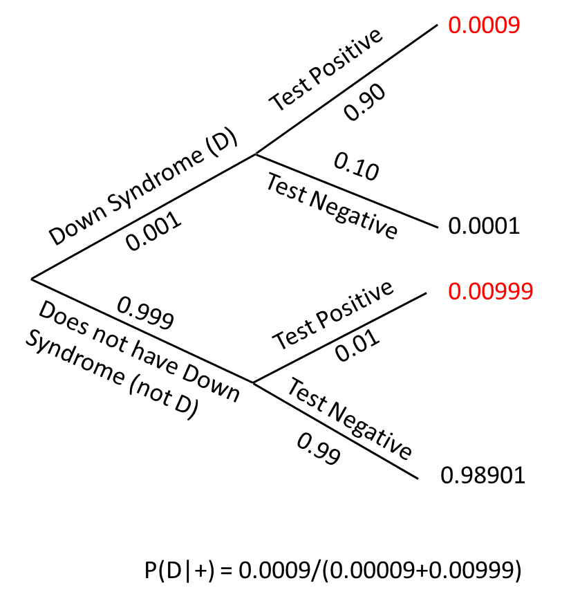 Branching Tree diagram representing differen potential events (down syndrom yes or no), then result of the test conditional on having or not having Downs syndrome. The probability of each branch is determined by multiplying the probabilities of the first event (down syndrom yes or no) by the conditional probabilities of the second event (testing positive given one has or does not have Downs syndrome).