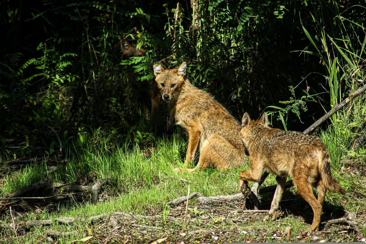 Picture of golden jackels.