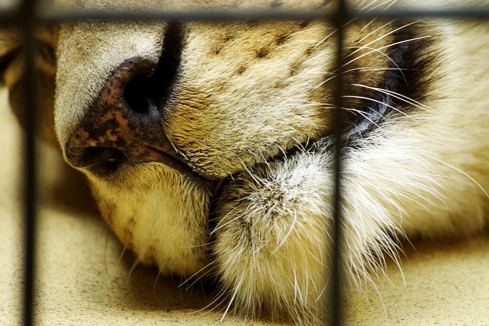 Closeup picture of a lion nose.