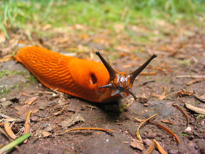 Picture of a slug.