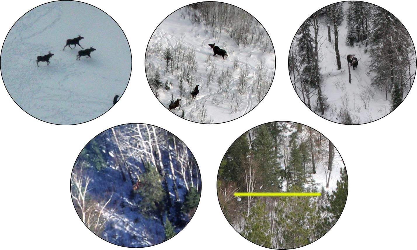 Moose within circular fields of view with varying levels of cover. Pictures were taken from a helicopter.